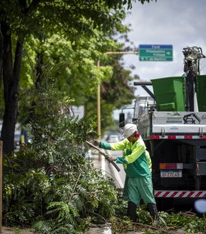 Saiba como solicitar poda e supressão de árvores em casos de risco de queda