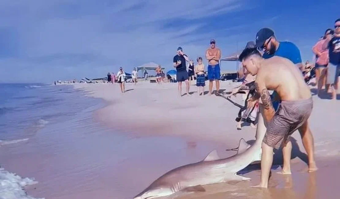 Homem pega tubarão com as mãos para libertá-lo de anzol