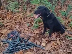 Polícia Militar apreende 10 armas artesanais enterradas em área de mata no Pontal da Barra