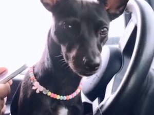 Cadela desaparece após seguir dona que saía de casa em Arapiraca