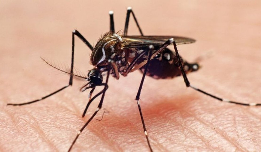 Secretaria de Saúde inicia campanha contra a dengue na sexta (26), em Palmeira