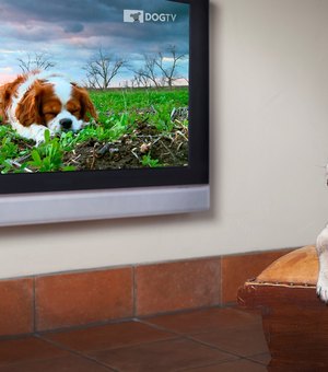 NET lança o DOGTV, um canal 24h exclusivo para cachorros