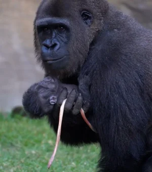 Filhote de gorila nasce à luz do dia diante de visitantes na Espanha