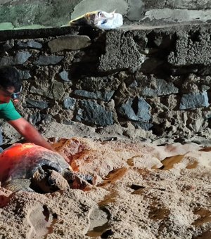 [Vídeo] Tartaruga desova na praia de Jatiúca e se assusta com aproximação de banhistas