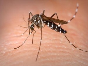 Casos de dengue sobem 48% em janeiro, em todo o país