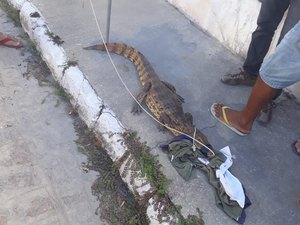 Populares encontram jacaré e acionam Guarda Municipal em Marechal Deodoro