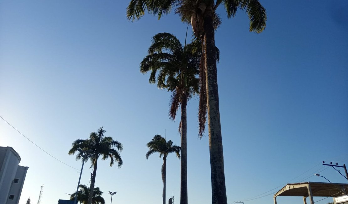 Palhas de palmeira oferecem risco de acidente no Centro de Arapiraca