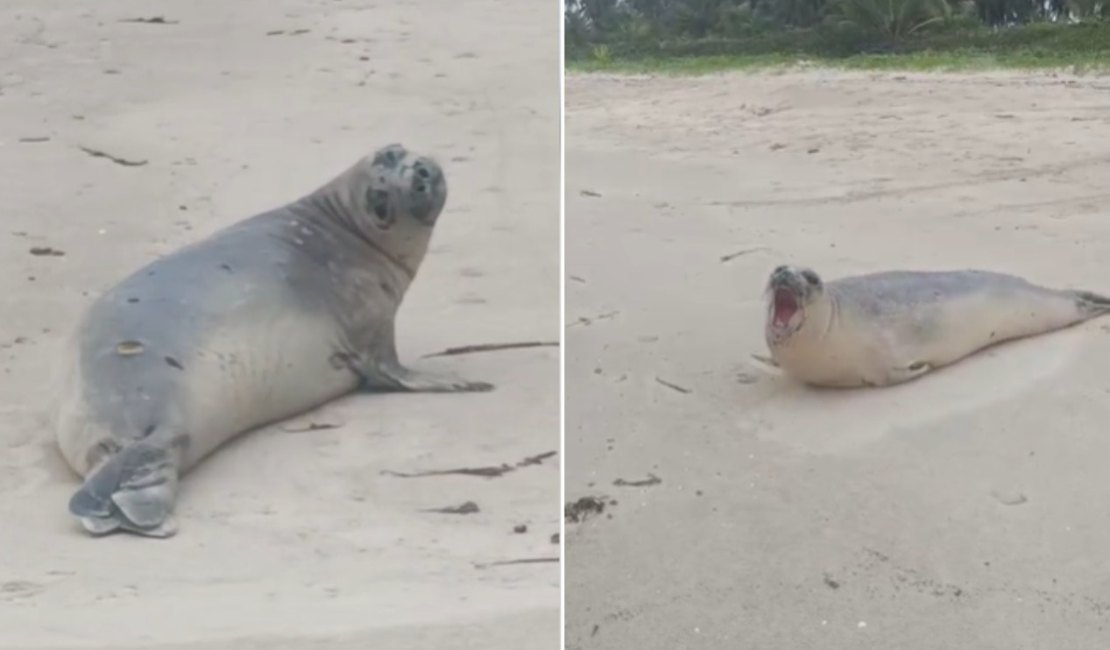 [Vídeo] Elefante-marinho de dois metros aparece em praia da Barra de Santo Antônio