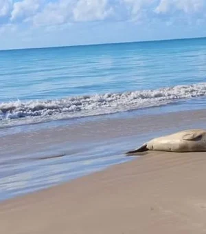 Elefante-marinho é encontrado morto em Jequiá da Praia; Biota é acionado