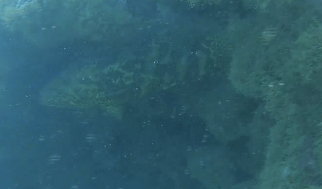 Peixe Mero, ameaçado de extinção, é avistado em área marinha de Coruripe