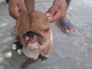 Bezerro nasce com orelhas de coelho e corpo de cachorro no Agreste 