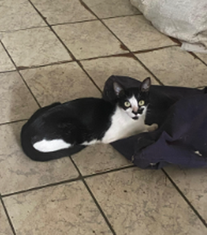 Vizinhos fazem apelo por nove gatos deixados para trás por idosa que se mudou