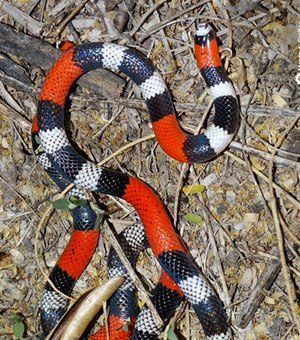 Cobra é capturada dentro do quarto de residência em Maragogi
