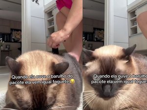 [Vídeo] Gata arranca risadas ao exigir lenço umedecido para a própria higiene