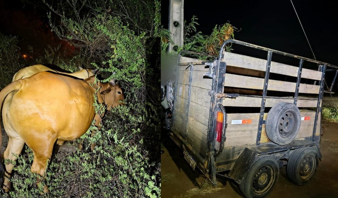 Trio é preso suspeito de furtar gado e animais são recuperados no Sertão de Alagoas