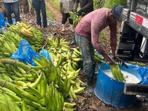 Adeal fiscaliza combate à Sigatoka Negra em bananicultores de Porto Calvo