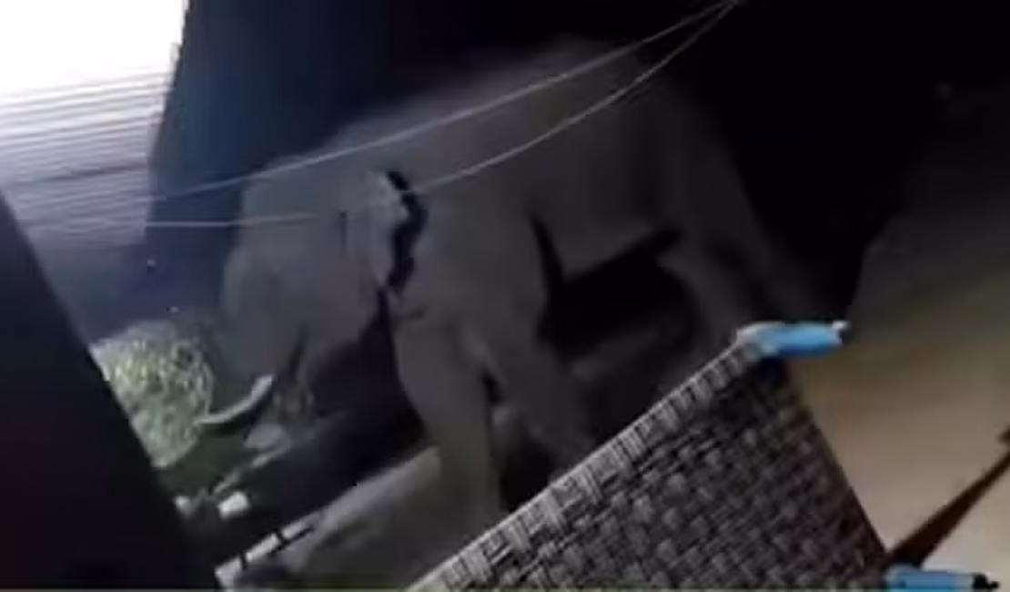 Elefante assassino já matou 19 pessoas na Índia; animal continua a solta