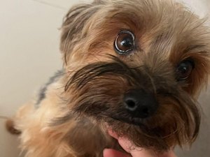 Família procura por cão desaparecido em Arapiraca e oferece recompensa