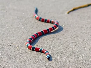 Mulher encontra cobra coral verdadeira 'super' venenosa passeando por praia de SP