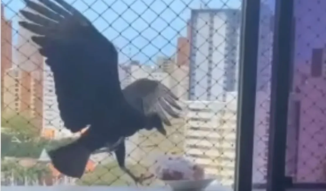Urubu tenta 'roubar' carne que descongelava na varanda de apartamento em Fortaleza