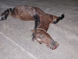 Carro colide com cavalo na estrada de Pindorama