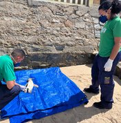 Mais um pinguim encalha em praia de Maceió; animal foi encontrado morto