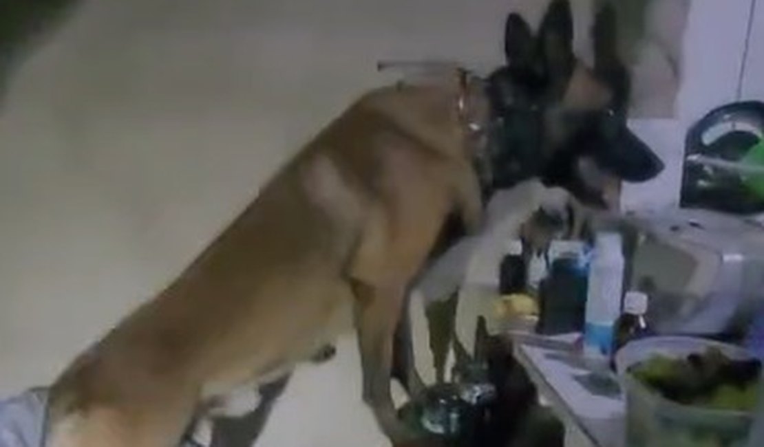 Cão farejador ajuda a encontrar maconha e crack escondidos em casa em Arapiraca