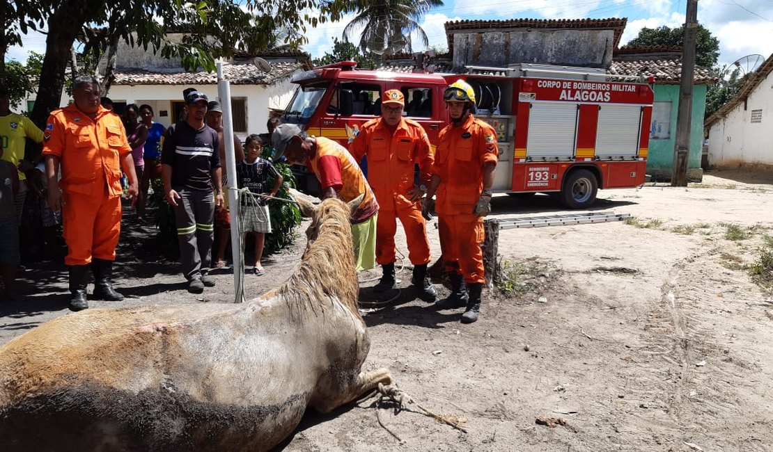 [Vídeo] Bombeiros resgatam égua de dentro de poço em Porto Calvo