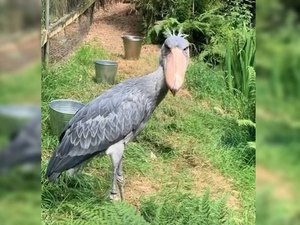 Ave raríssima é levada a zoo no Reino Unido para tentar salvar espécie