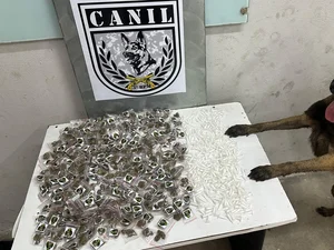 Cão farejador encontra drogas durante treinamento da PM em Arapiraca