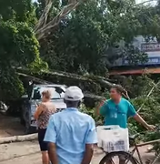 [Vídeo] Queda de árvore atinge veículo, loja e rede elétrica em Maceió