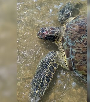 [Vídeo] Mais uma tartaruga marinha é encontrada ferida no litoral norte de Alagoas