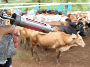 Governo atinge cobertura vacinal de 96, 67% contra febre aftosa em AL