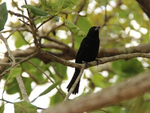 IMA e Ibama realizam soltura monitorada de 115 animais silvestres