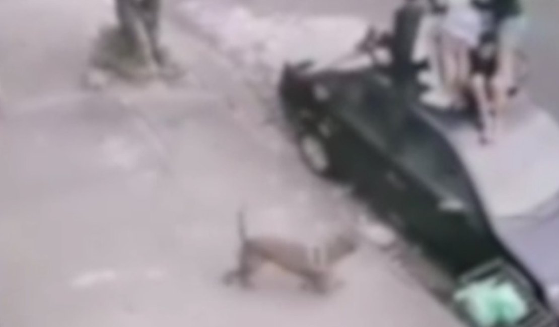 Crianças sobem em teto de carro para fugir de ataque de pitbull; Uma delas foi mordida