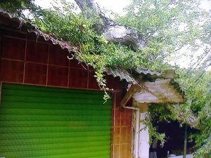 Forte ventania derruba árvore e quebra telhados de lojas no Mercado da Produção