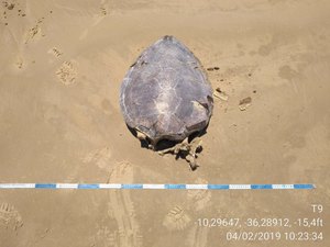 Tartarugas são encontradas mortas em praia de Feliz Deserto