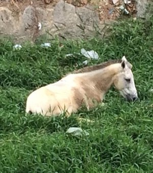 Cavalo é abandonado em riacho de Maceió