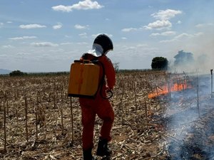 Corpo de Bombeiros registra aumento de 80% nos incêndios em vegetação em Alagoas