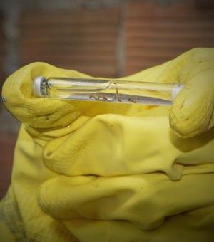 Alagoas lança plano para combater dengue, chikungunya e zika em 2026