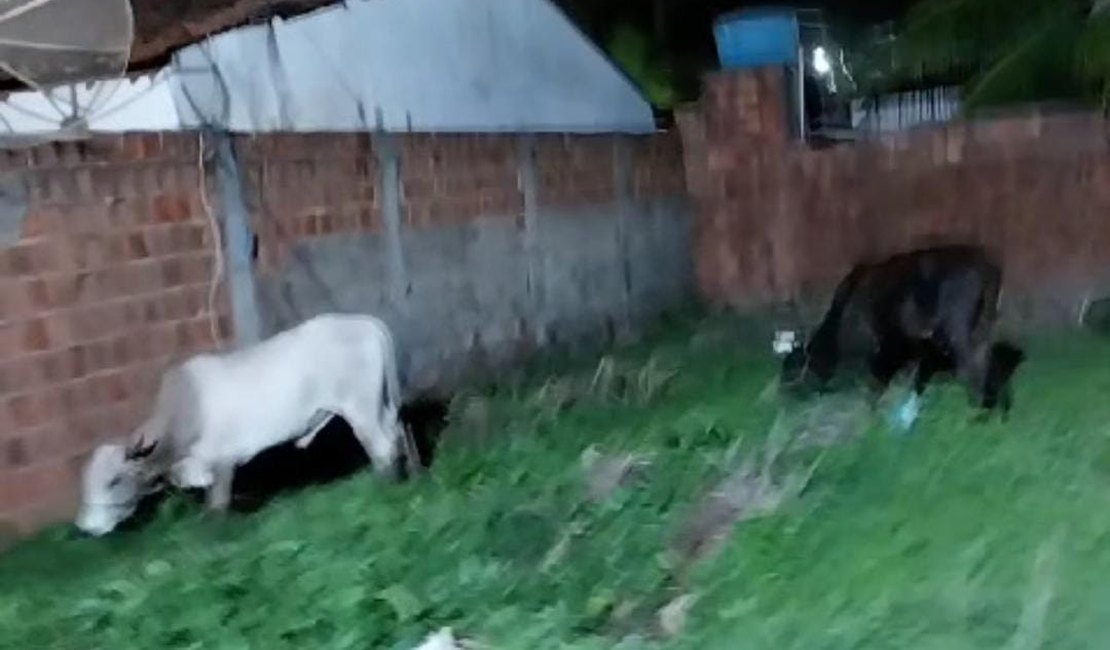 Boiada causa perigo na rodovia AL 101 Norte