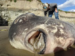 Peixe raro chama a atenção de pesquisadores nos Estados Unidos