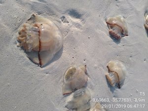 Águas-vivas encalham e assustam turistas na praia do Pontal da Barra