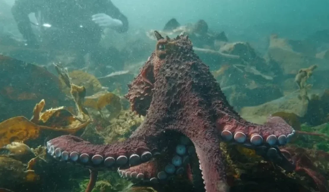 Vídeo: Em registro raro, polvo gigante 'abraça' mergulhadora no Canadá