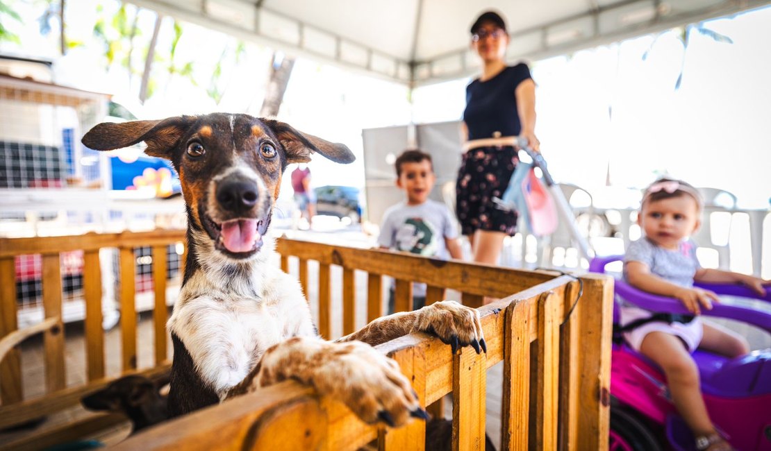 Prefeitura de Maceió investe no bem-estar animal