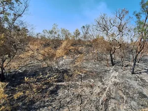 Mudanças climáticas já afetam 85% dos brasileiros, diz pesquisa