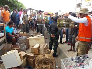 Mais de 200 pássaros são apreendidos na feira de Arapiraca