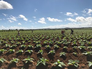 [Vídeo] Chuvas e preço fazem agricultores voltarem a investir no fumo em Arapiraca