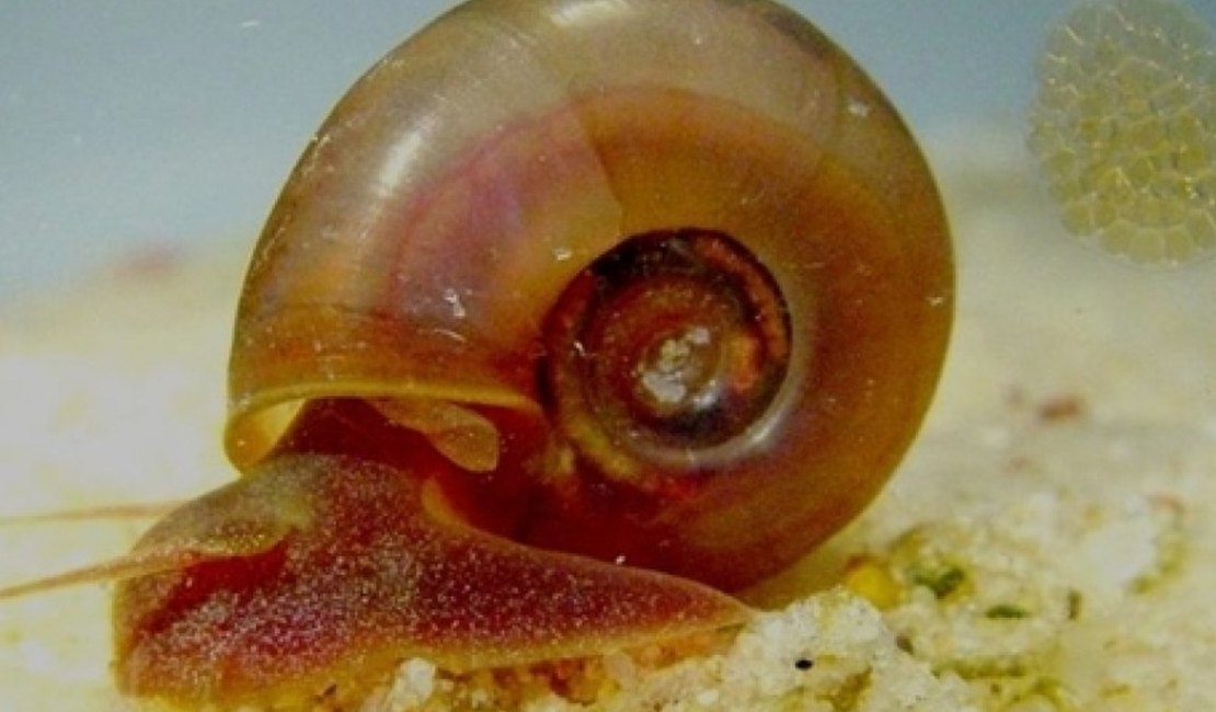 Saúde de Maceió orienta para prevenção, diagnóstico e tratamento da Esquistossomose