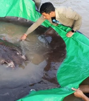 Maior peixe de água doce já registrado é capturado no Camboja